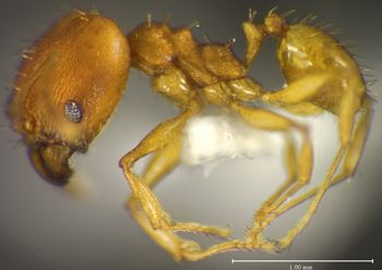 Media type: image;   Entomology 34149 Aspect: habitus lateral view
